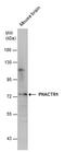 Phosphatase And Actin Regulator 1 antibody, PA5-78655, Invitrogen Antibodies, Western Blot image 