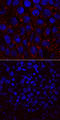 LINE1 Type Transposase Domain Containing 1 antibody, MAB8317, R&D Systems, Immunocytochemistry image 