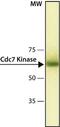Cell division cycle 7-related protein kinase antibody, NB120-10535, Novus Biologicals, Western Blot image 