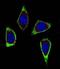 Ret Proto-Oncogene antibody, LS-C162547, Lifespan Biosciences, Immunofluorescence image 