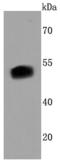 Hnf3b antibody, A01032-1, Boster Biological Technology, Western Blot image 