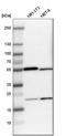 Rho GTPase Activating Protein 1 antibody, HPA004689, Atlas Antibodies, Western Blot image 