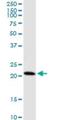 HD Domain Containing 3 antibody, H00374659-M05, Novus Biologicals, Western Blot image 