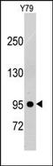 Platelet Derived Growth Factor Receptor Beta antibody, AP14406PU-N, Origene, Western Blot image 