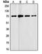 Follistatin antibody, orb214994, Biorbyt, Western Blot image 