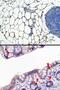 Monoglyceride Lipase antibody, ab24701, Abcam, Immunohistochemistry paraffin image 