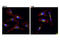 Vesicle Transport Through Interaction With T-SNAREs 1A antibody, 14764S, Cell Signaling Technology, Immunofluorescence image 