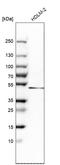 Basic Helix-Loop-Helix Family Member E40 antibody, HPA028922, Atlas Antibodies, Western Blot image 