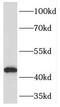 Pyruvate Dehydrogenase E1 Alpha 1 Subunit antibody, FNab06268, FineTest, Western Blot image 