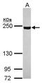Phosphatidylinositol 4-Kinase Alpha antibody, PA5-28570, Invitrogen Antibodies, Western Blot image 