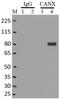 Calnexin antibody, MA3-027, Invitrogen Antibodies, Immunoprecipitation image 