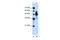 Enolase 1 antibody, A01250, Boster Biological Technology, Western Blot image 