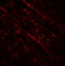 Density Regulated Re-Initiation And Release Factor antibody, 7755, ProSci Inc, Immunofluorescence image 