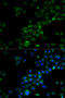 TNF Receptor Associated Factor 3 antibody, 18-938, ProSci, Immunofluorescence image 