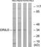 Olfactory Receptor Family 8 Subfamily J Member 3 antibody, TA315842, Origene, Western Blot image 