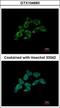 Dimethylarginine Dimethylaminohydrolase 1 antibody, GTX104660, GeneTex, Immunofluorescence image 
