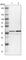 NSF Attachment Protein Gamma antibody, HPA011389, Atlas Antibodies, Western Blot image 