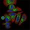 Erythropoietin antibody, NBP1-51648, Novus Biologicals, Immunocytochemistry image 
