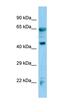 NOP2/Sun RNA Methyltransferase 6 antibody, orb330159, Biorbyt, Western Blot image 