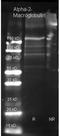 Choline oxidase antibody, orb344179, Biorbyt, Western Blot image 