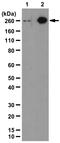 Acetyl-CoA Carboxylase Alpha antibody, GTX30764, GeneTex, Western Blot image 