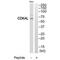 CDK5 Regulatory Subunit Associated Protein 1 Like 1 antibody, PA5-49910, Invitrogen Antibodies, Western Blot image 