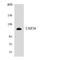 Ubiquitin Specific Peptidase 38 antibody, LS-C200808, Lifespan Biosciences, Western Blot image 