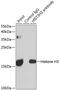 Histone H3 antibody, 18-617, ProSci, Immunoprecipitation image 