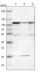 Serine/threonine-protein phosphatase 4 regulatory subunit 3A antibody, PA5-51724, Invitrogen Antibodies, Western Blot image 