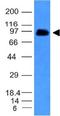 Ornithine Decarboxylase 1 antibody, orb388535, Biorbyt, Western Blot image 