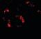Optic atrophy 3 protein antibody, orb373908, Biorbyt, Immunofluorescence image 