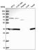 Calcineurin Like Phosphoesterase Domain Containing 1 antibody, HPA041970, Atlas Antibodies, Western Blot image 