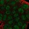 Guanylate Binding Protein 2 antibody, NBP2-48771, Novus Biologicals, Immunofluorescence image 