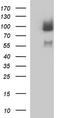 MutL Homolog 1 antibody, TA590013, Origene, Western Blot image 
