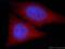 SH3 domain-containing protein 19 antibody, 21499-1-AP, Proteintech Group, Immunofluorescence image 
