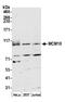 Minichromosome Maintenance 10 Replication Initiation Factor antibody, A300-131A, Bethyl Labs, Western Blot image 