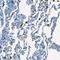 Sep (O-Phosphoserine) TRNA:Sec (Selenocysteine) TRNA Synthase antibody, NBP1-80744, Novus Biologicals, Immunohistochemistry frozen image 