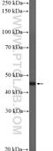 Glial Cells Missing Transcription Factor 1 antibody, 21724-1-AP, Proteintech Group, Western Blot image 