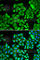 Protein Phosphatase 4 Catalytic Subunit antibody, A2109, ABclonal Technology, Immunofluorescence image 