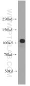 Anoctamin-2 antibody, 20647-1-AP, Proteintech Group, Western Blot image 