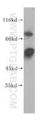 Serine/threonine-protein phosphatase 5 antibody, 11715-1-AP, Proteintech Group, Western Blot image 
