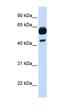 Cell Division Cycle 25A antibody, orb331561, Biorbyt, Western Blot image 
