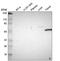 DDB1 And CUL4 Associated Factor 11 antibody, HPA003583, Atlas Antibodies, Western Blot image 