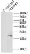 NADH:Ubiquinone Oxidoreductase Subunit B8 antibody, FNab05625, FineTest, Immunoprecipitation image 