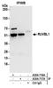 RuvB Like AAA ATPase 1 antibody, A304-716A, Bethyl Labs, Immunoprecipitation image 