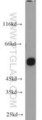 UDP-Glucose Pyrophosphorylase 2 antibody, 10391-1-AP, Proteintech Group, Western Blot image 