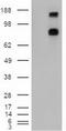 Patched 1 antibody, CF500123, Origene, Western Blot image 