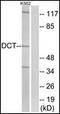 L-dopachrome tautomerase antibody, orb95455, Biorbyt, Western Blot image 