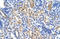 Aldehyde Dehydrogenase 3 Family Member A2 antibody, orb330380, Biorbyt, Immunohistochemistry paraffin image 