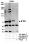 Putative ATP-dependent RNA helicase DHX33 antibody, A300-800A, Bethyl Labs, Immunoprecipitation image 